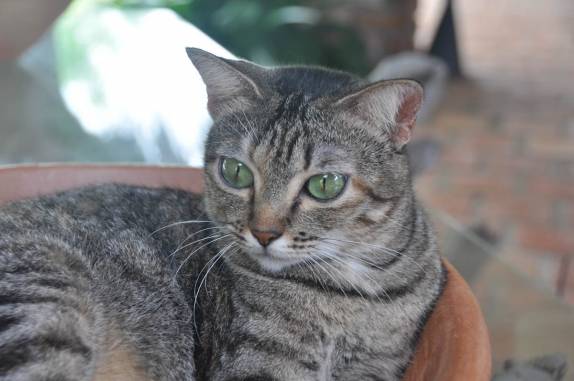 A Olhuda, uma das gatas do Rancho do Buna, em Atins, nos Lençóis Maranhenses - MA